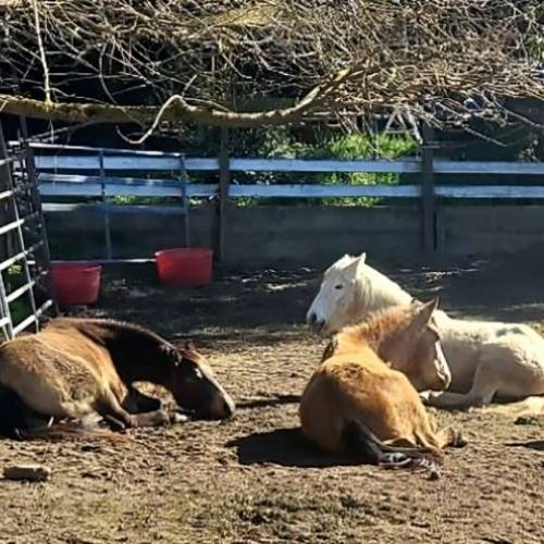 Horse Boarding Stable