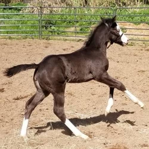 Horse Training